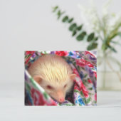 ヘッジホッグの絵はがき ポストカード (スタンド正面)