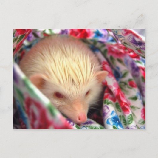 ヘッジホッグの絵はがき ポストカード (正面)