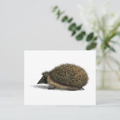 ヘッジホッグアニマルヴィンテージイラストレーションはがき ポストカード (スタンド正面)