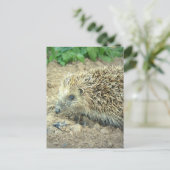 ヘッジホッグ気にのはがき ポストカード (スタンド正面)