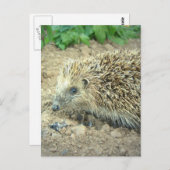 ヘッジホッグ気にのはがき ポストカード (正面/裏面)