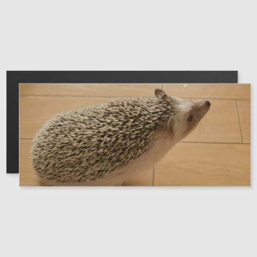 ヘッジホッグ磁気カード (正面/裏面)