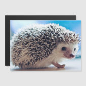 ヘッジホッグ磁気カード (正面/裏面)