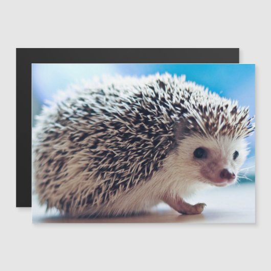 ヘッジホッグ磁気カード (正面/裏面)