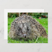 ヘッジホッグ葉書 ポストカード (正面/裏面)