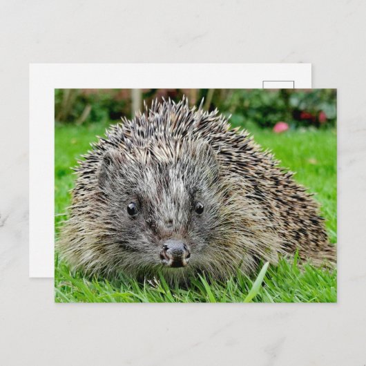 ヘッジホッグ葉書 ポストカード (正面/裏面)
