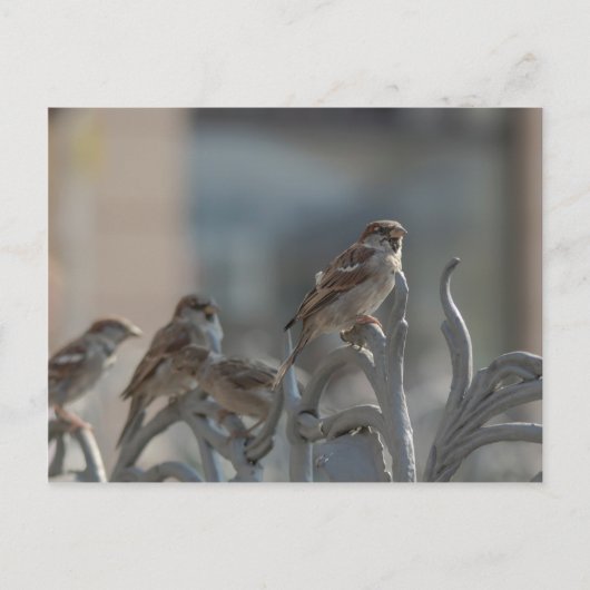 ヘッツェン ポストカード (正面)