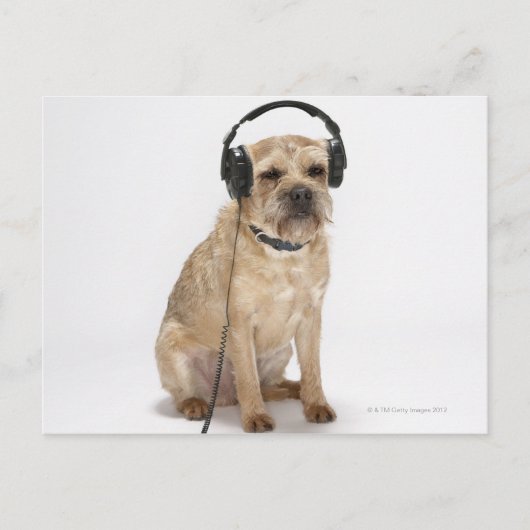 ヘッドフォンを着た小型犬 ポストカード (正面)