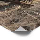 ヘッドブッティングバイソン – ファインアートプリント ポスター (角)