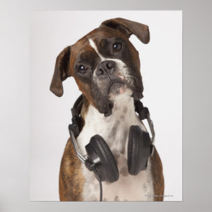 ヘッドホン付きボクサー犬 ポスター