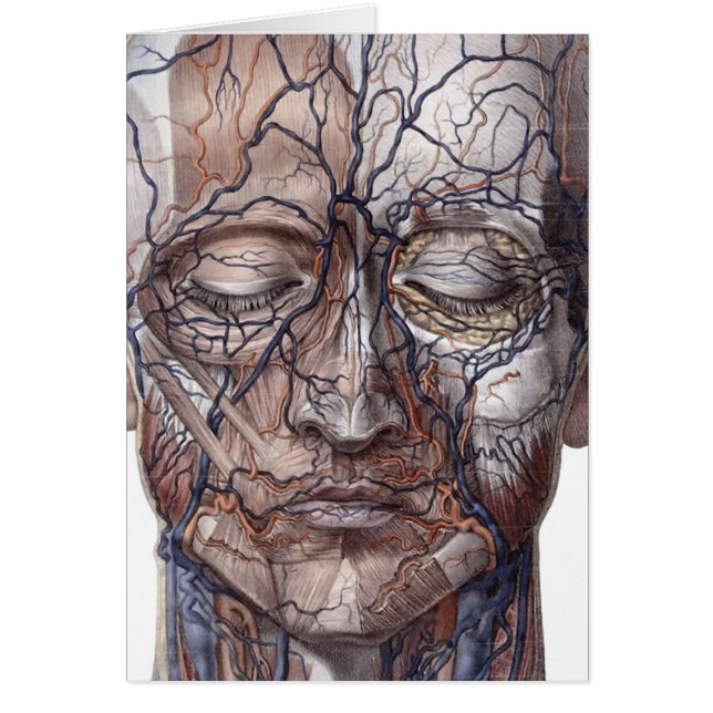 ヘッド静脈および筋肉 (正面)