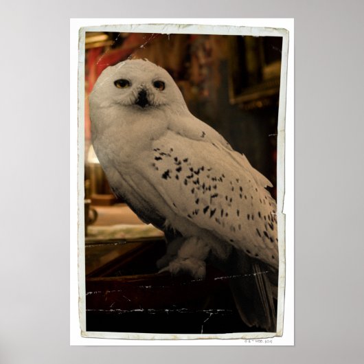 ヘドヴィヒ3 ポスター (正面)