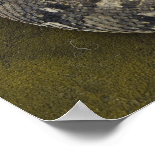 ヘビのシャルマーのアフリカのパフ加算器ビティス ポスター (角)