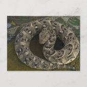 ヘビのシャルマーのアフリカのパフ加算器ビティス ポストカード (正面)