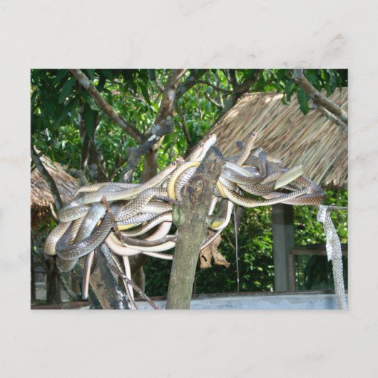 ヘビの巣 ポストカード (正面)