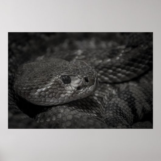 ヘビの目 ポスター (正面)