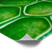 ヘビの肌の背景 ポスター (角)