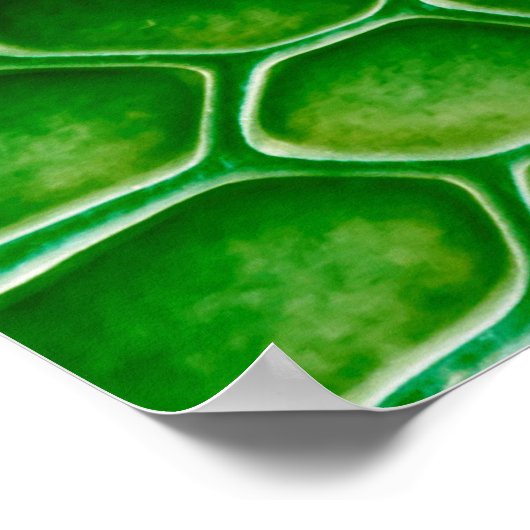 ヘビの肌の背景 ポスター (角)