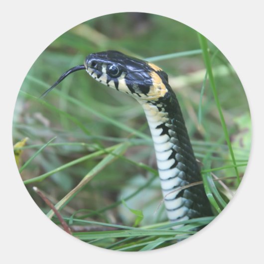 ヘビの頭 ラウンドシール (正面)