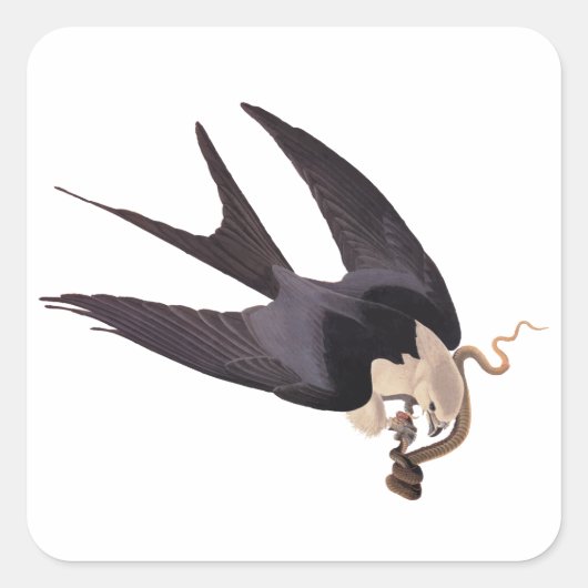 ヘビタカとヘビヴィンテージAudubon スクエアシール (正面)