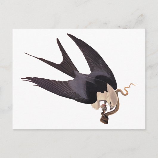 ヘビタカとヘビヴィンテージAudubon ポストカード (正面)
