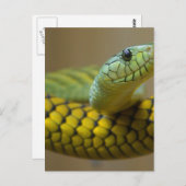 ヘビ爬虫類 ポストカード (正面/裏面)