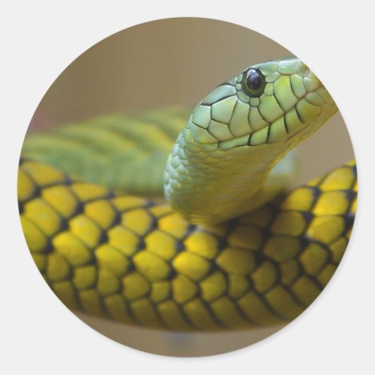 ヘビ爬虫類 ラウンドシール (正面)