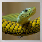 ヘビ ポスター (正面)