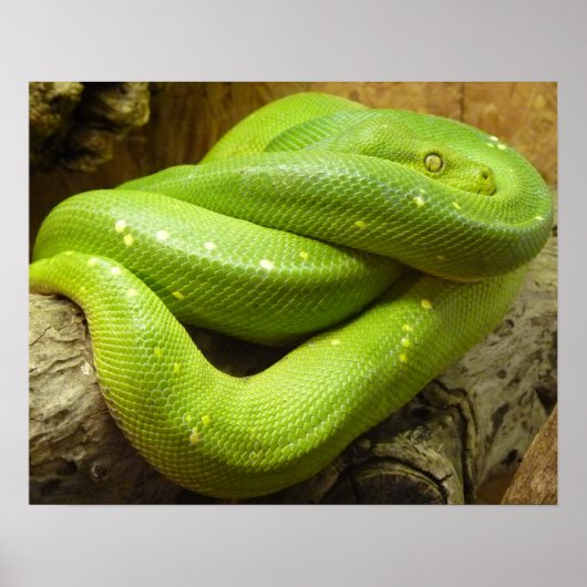 ヘビ ポスター (正面)