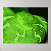 ヘビ ポスター (正面)