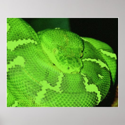 ヘビ ポスター (正面)