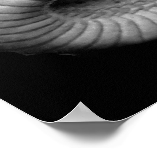 ヘビ ポスター (角)