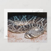 ヘビ ポストカード (正面/裏面)