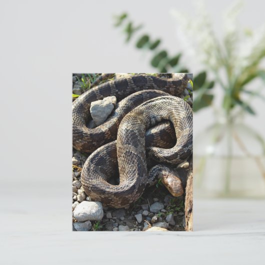 ヘビ ポストカード (スタンド正面)