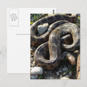 ヘビ ポストカード (正面/裏面)