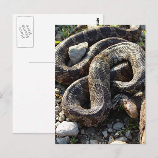 ヘビ ポストカード (正面/裏面)