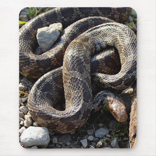 ヘビ マウスパッド (正面)