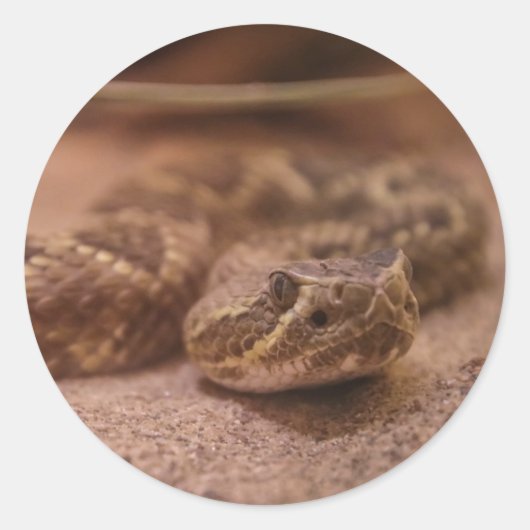 ヘビ ラウンドシール (正面)