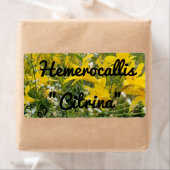 ヘメロカリスシトリナ標識 ラベル (インサイチュ)