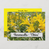 ヘメロカリス「シトリナ」はがき ポストカード (正面/裏面)