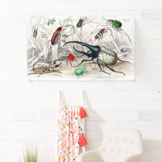 ヘラクレス・ビートル、シアラバエ・タイタスストライプの。 横断幕 (インサイチュ)