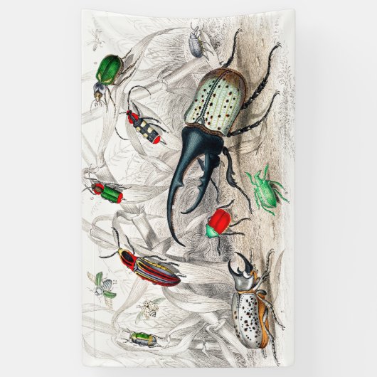 ヘラクレス・ビートル、シアラバエ・タイタスストライプの。 横断幕 (縦)