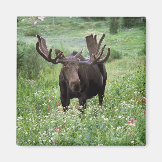 ヘラジカ (Alces alces) と野の花 マグネット (正面)