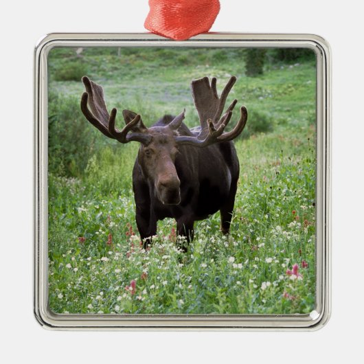 ヘラジカ (Alces alces) と野の花 メタルオーナメント (正面)