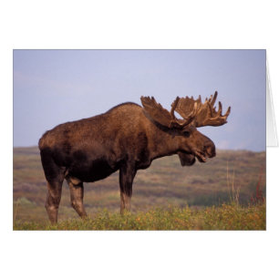 ヘラジカ, Alces alces, 大きな角を持つ雄
