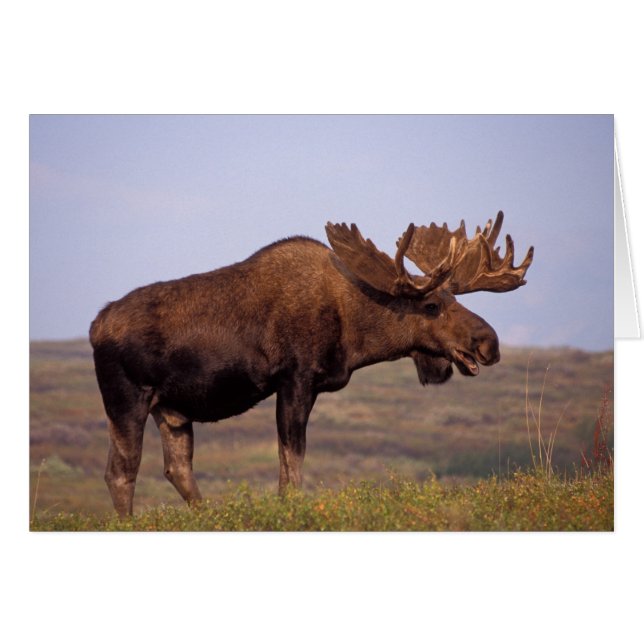 ヘラジカ, Alces alces, 大きな角を持つ雄 (正面横)