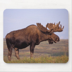 ヘラジカ, Alces alces, 大きな角を持つ雄 マウスパッド