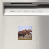 ヘラジカ, Alces alces, 大きな角を持つ雄 マグネット (インサイチュ (食洗機))