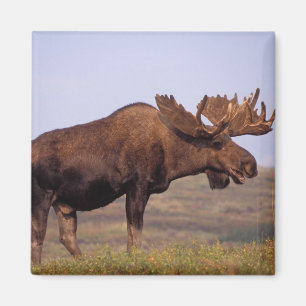 ヘラジカ, Alces alces, 大きな角を持つ雄 マグネット