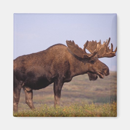 ヘラジカ, Alces alces, 大きな角を持つ雄 マグネット (正面)